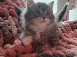 British longhair kitten