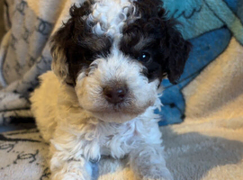 Cockapoo puppies