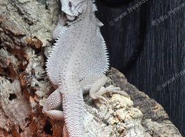 CB26 Male Hypo Zero Bearded Dragon