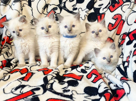 Ragdoll kittens