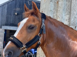 Looking for a horse anything over 13.3 hh