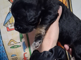 6 stunning working cocker spaniels