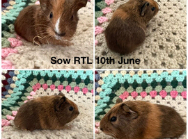 6 smooth baby&rsquo;s sows and boars