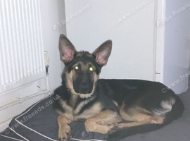 4 year old german shepherd