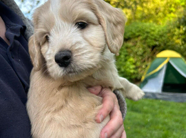 Chinese crested/ cocker spaniel puppies for sale