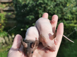 2 hairless mice