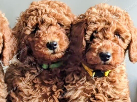 EXTENSIVELY DNA TESTED! MINIATURE POODLE PUPPIES