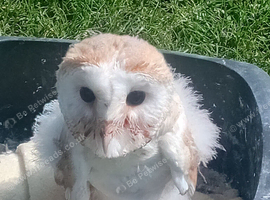 Barn owl forsale