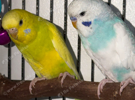 2 Budgies