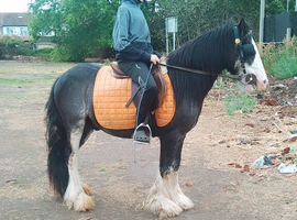 5 Day Training + Livery In Rainham, Essex