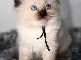 Ragdoll kittens