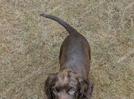 F1B Sprocker Spaniel pups looking for new homes