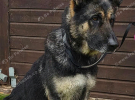 5 year old kc registered german shepherd female