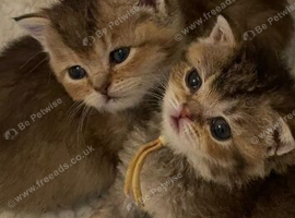 TICA reg Black Golden kittens