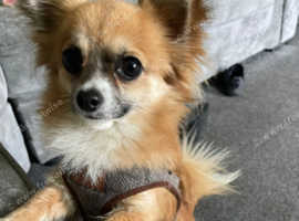 Dexter loving family pet proven stud