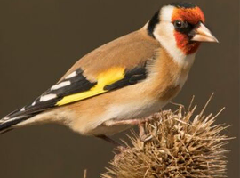 Goldfinch cock