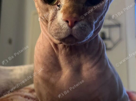 Albie SPHYNX