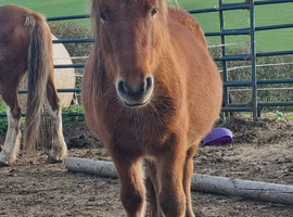 8.3hh 5yo Gelding