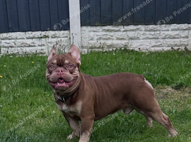New Shade French Bulldog male carrying fluffy