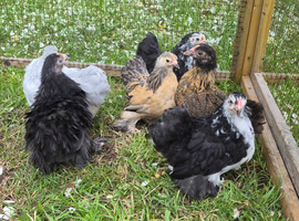 5,8 week old pekin bantam pullets
