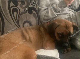 Lovely girl needs a home today