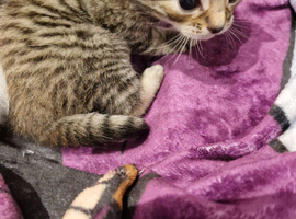 Boy tabby kitten