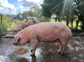 GOS X BREEDING SOW