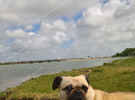 BEAUTIFULL FRUG LADY FOR REHOMING