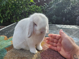 6 month old mini lop female