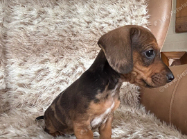 Beautiful mini dachshund bundles