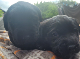 Adorable labrador puppies for sale