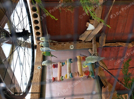 baby budgies 3 month old