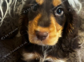 Show cocker spaniels ready for new homes