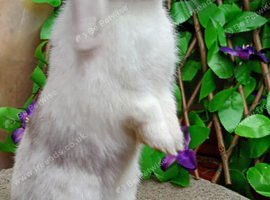 Mini lop