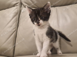 Girl pure tux stunning markings