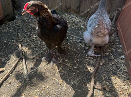Brahmas