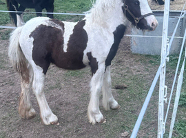 Rupert 4 month old colt