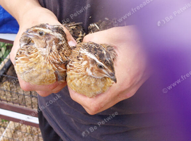 2 male 6 week old quail