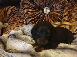 Miniature dachshund