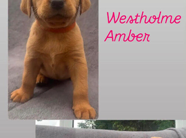 Kc registered working Labradors