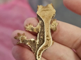 Mix crested geckos