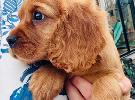 DNA Health and Breed Tested