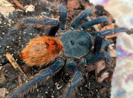 Tarantulas for sale