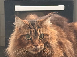 Half Maincoon kittens