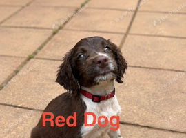 OFTAW sired ESS pups 1x liver dog left