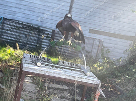 Female hawk