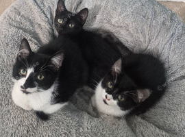 Kittens for sale