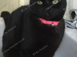 Cat need rehoming