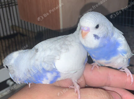 Budgies