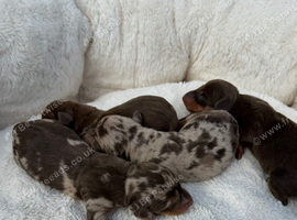 Kennel Club Mini Dachshunds